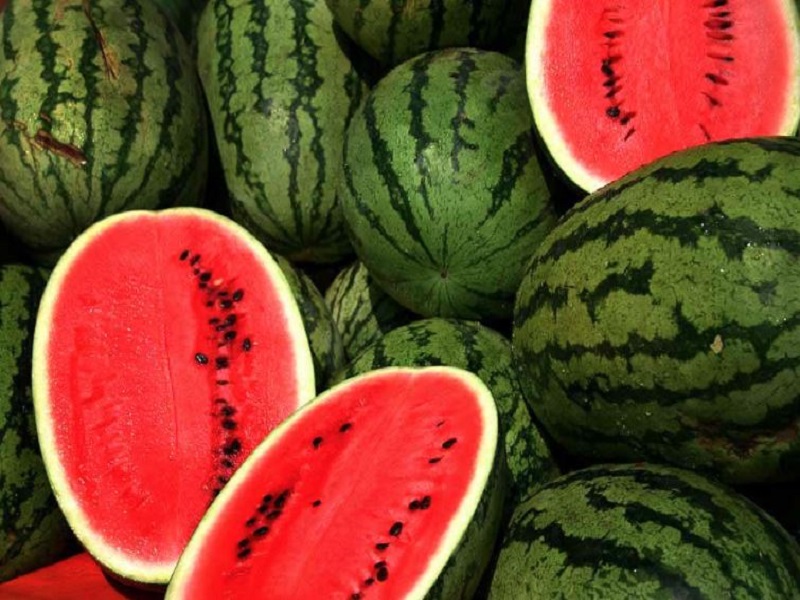 Farmers earn lakhs from watermelon