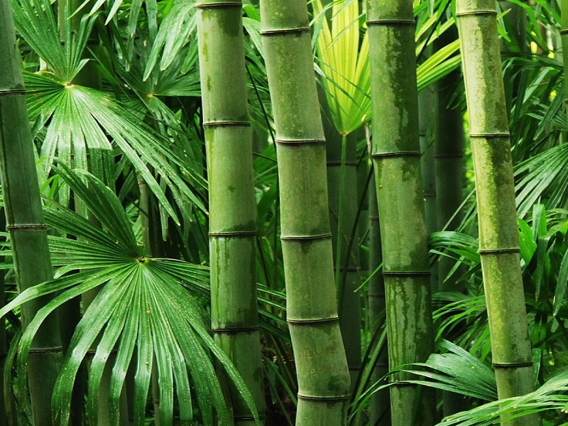 ethenol making from bamboo