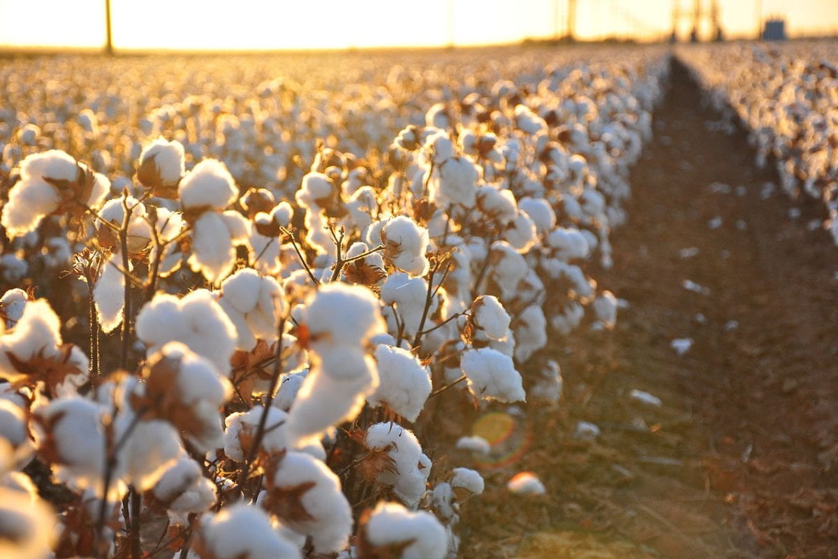 cotton rate increased in amravati see the cotton rates [image credit-middle east monitor]