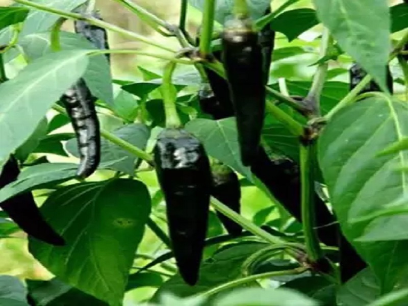 cultivation mangement of black pepper crop