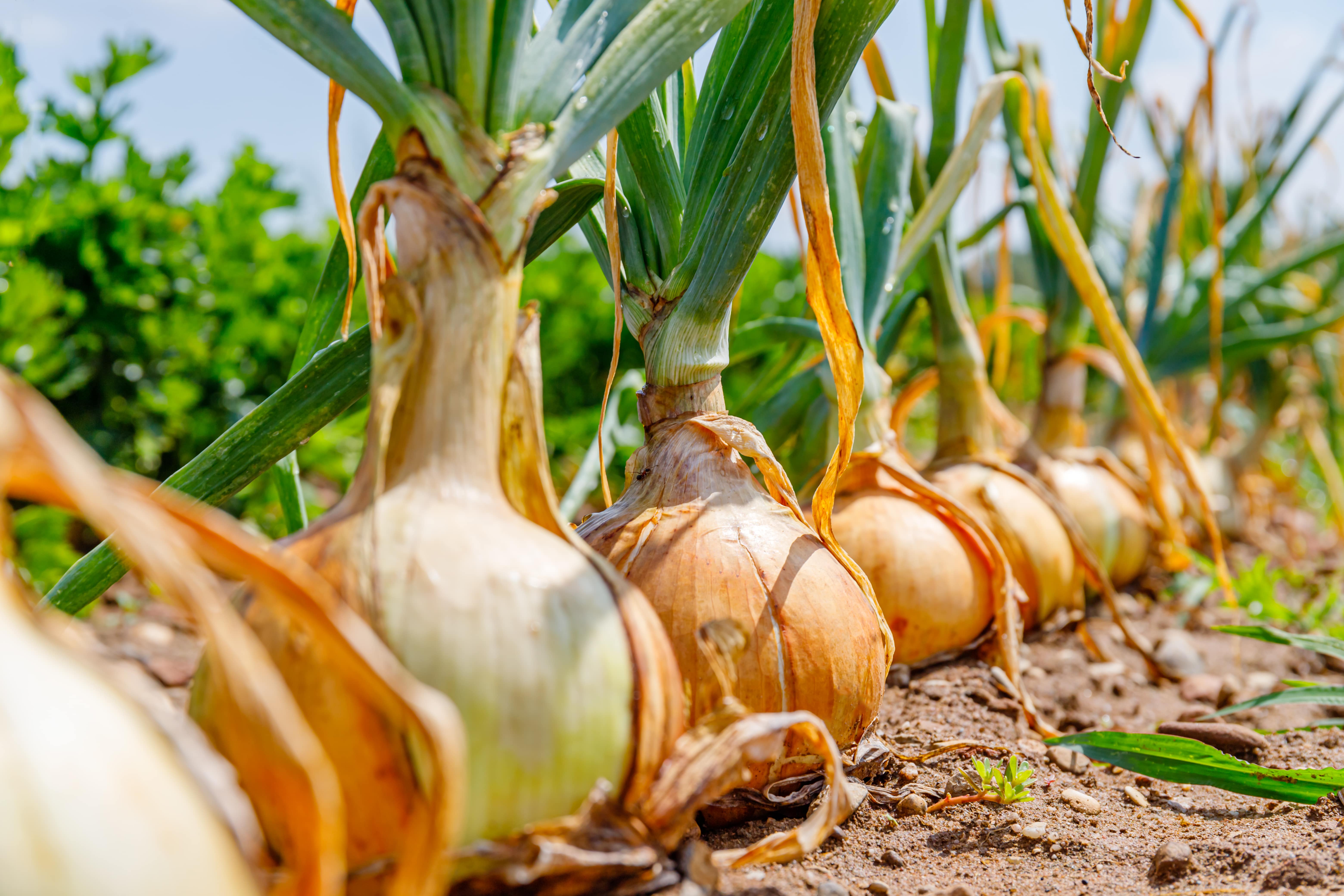 summer onion harvesting start in pune [image credit-tridge.com]