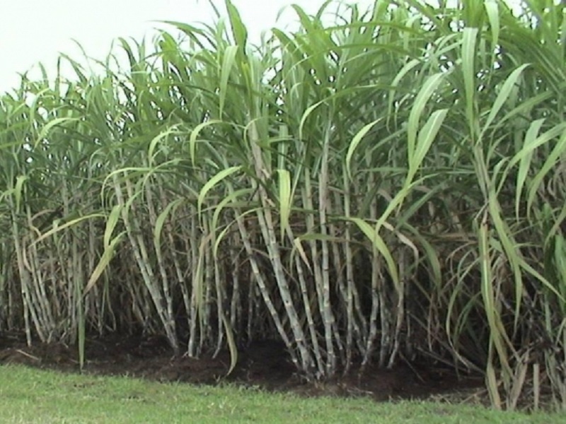 so many cane crop without cutting so scathe of farmer