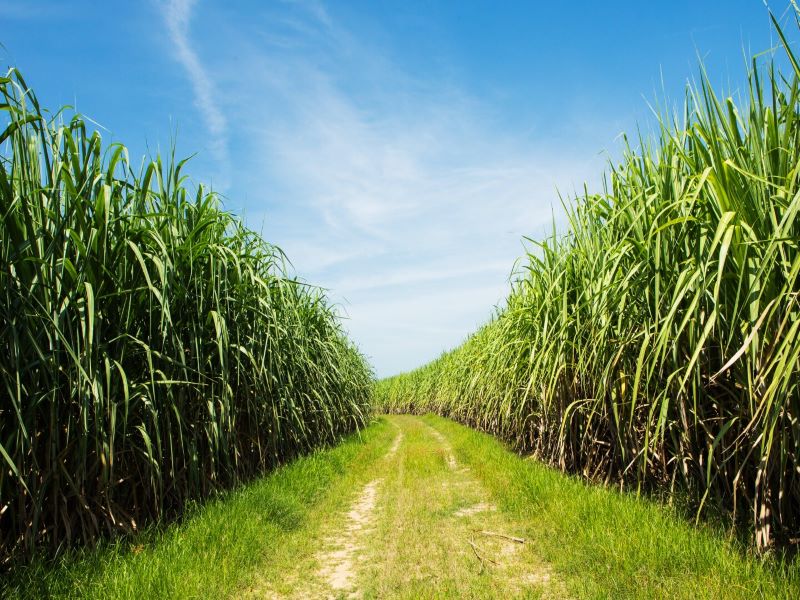 sugarcane farm in satara district