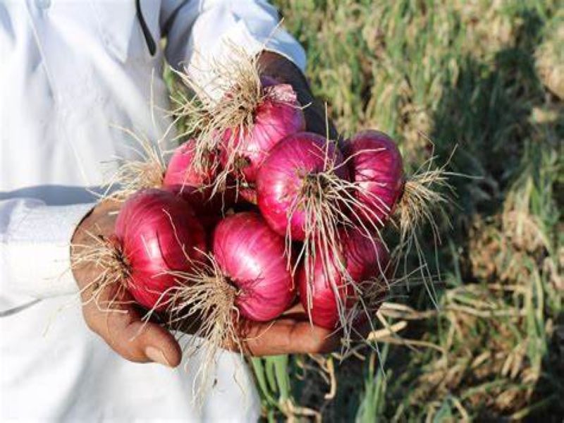 big drop in onion prices