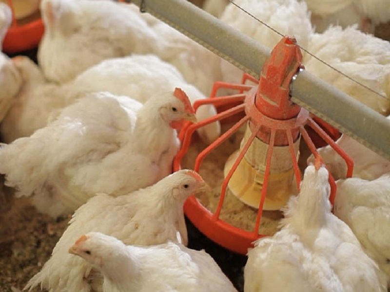 rate growth of poultry feed in market