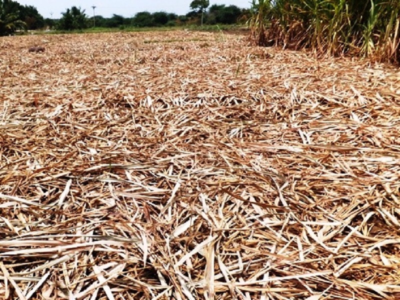 use of dry blades of sugercane for organic fertilizer