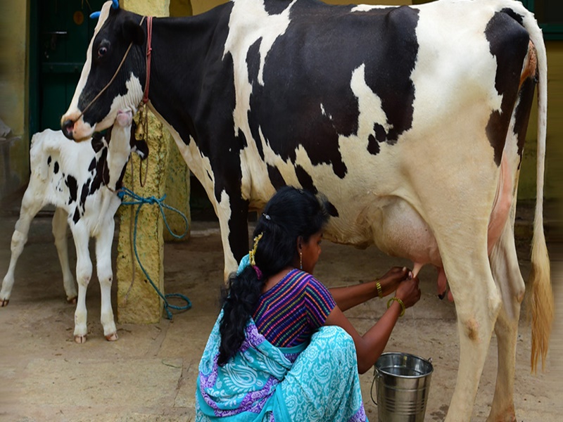 milk producers in Maharashtra