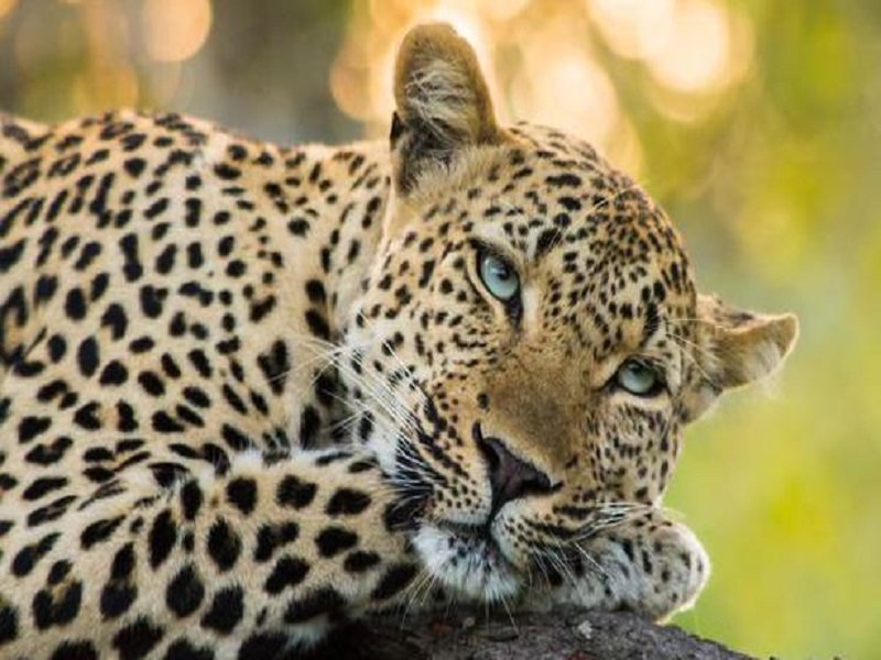 72 yera old farmer save his wife from leopard attack