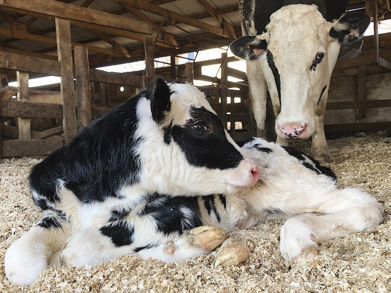 now possible to born calf by test tube baby technology