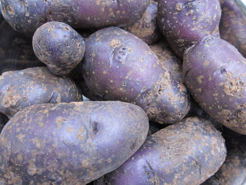 निळ्या कलरचे बटाटे आरोग्यासाठी फायद्याचे