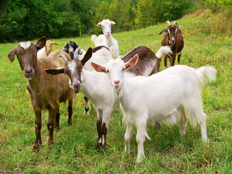 Farmers make millions from goat rearing