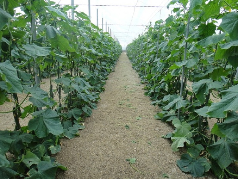 cucumber cultivation in polyhouse