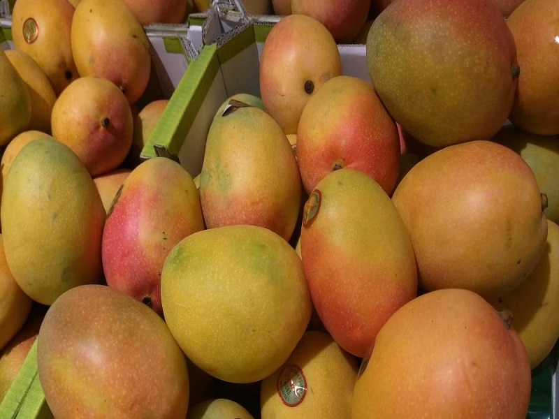 9 facility center establish in maharashtra for mango export