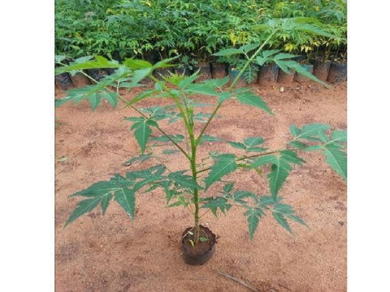 can get more profit through malbaar neem cultivation