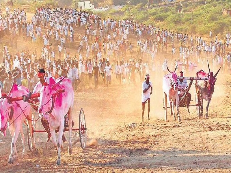 bullock cart won the race but the owner of the cart died