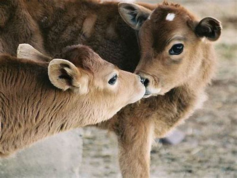 cow birth two calf