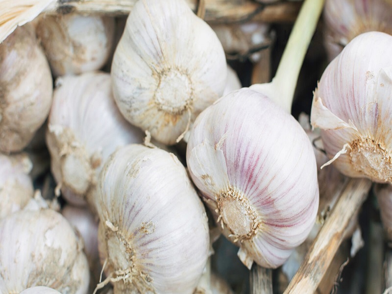 two machine important in garlic processing