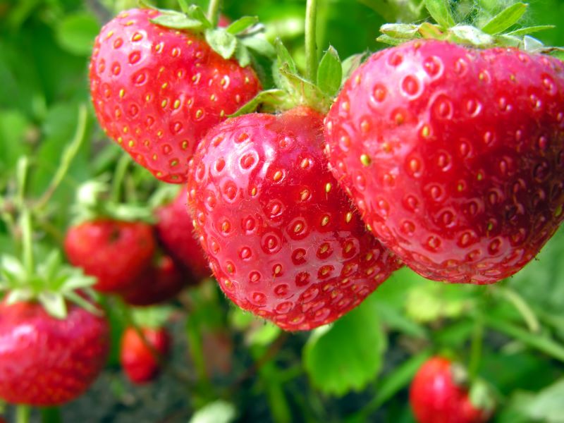 strawberry cultivation is helping farmers