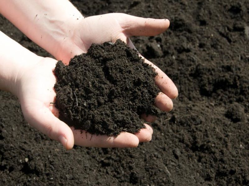 black soil benifits and