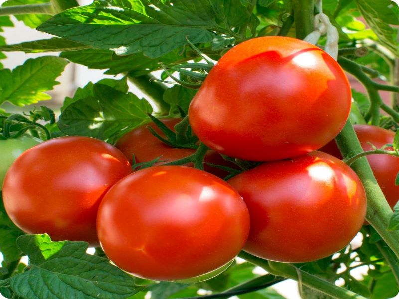 daily tomato rate