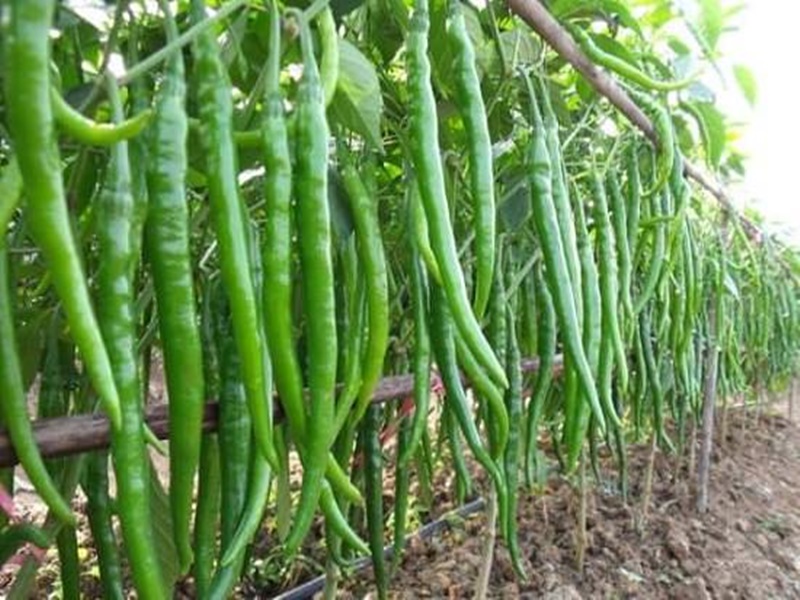 Chilli growers in Maharashtra worried