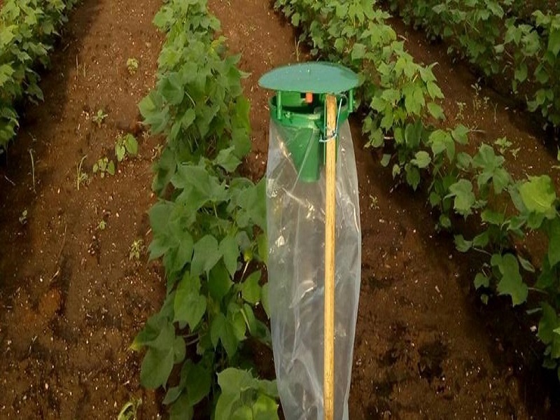 feromen trap so useful in crop save from insect