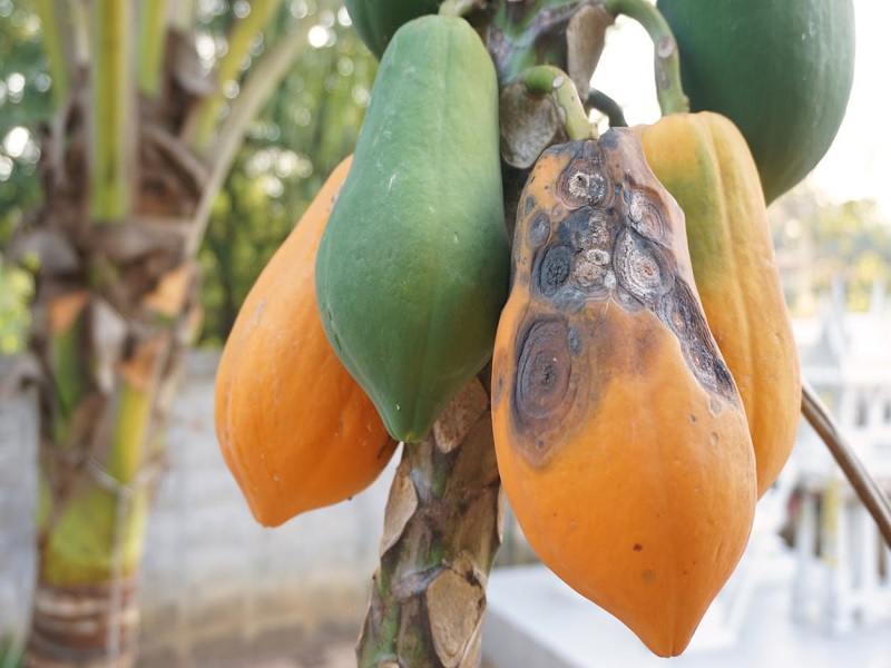 anthraknoj fungus is very harmful for papaya crop