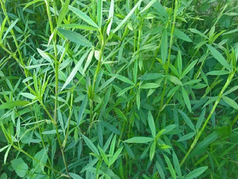 staylo grass is important fodder for cow and buffalo