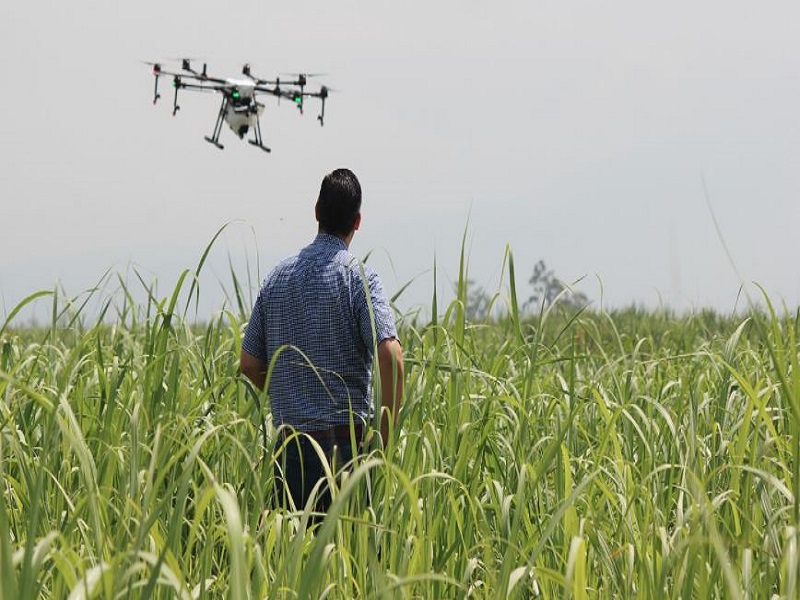 Drone Spraying of Fertilizers and Pesticides and Sugarcane Crop