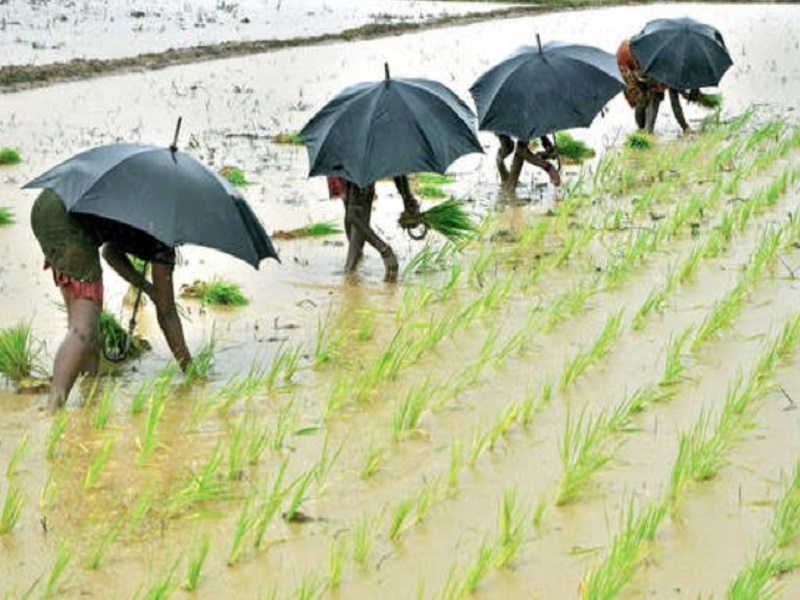 Farmers Punjab Dakh's rain forecast