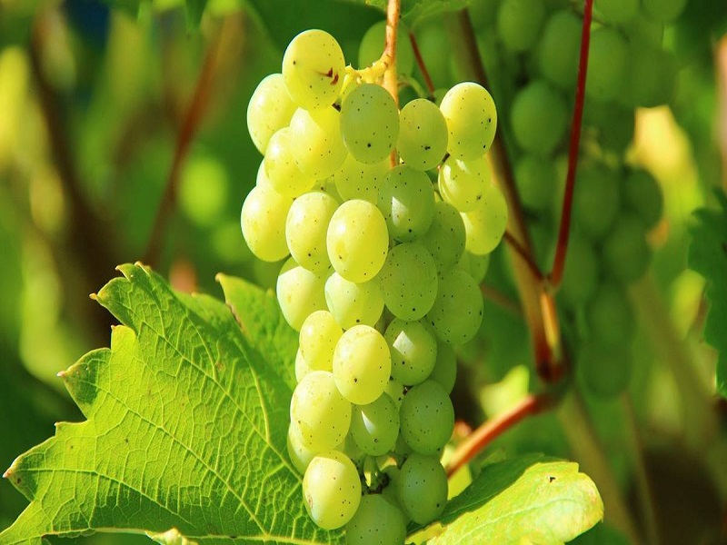 traders not purchase grape due to quality decrease due to unseasonal rain