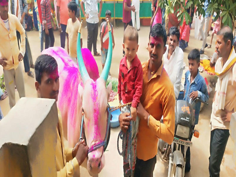 farmer purches ox in 2 lakh 11 thousand for bulockcart compitition