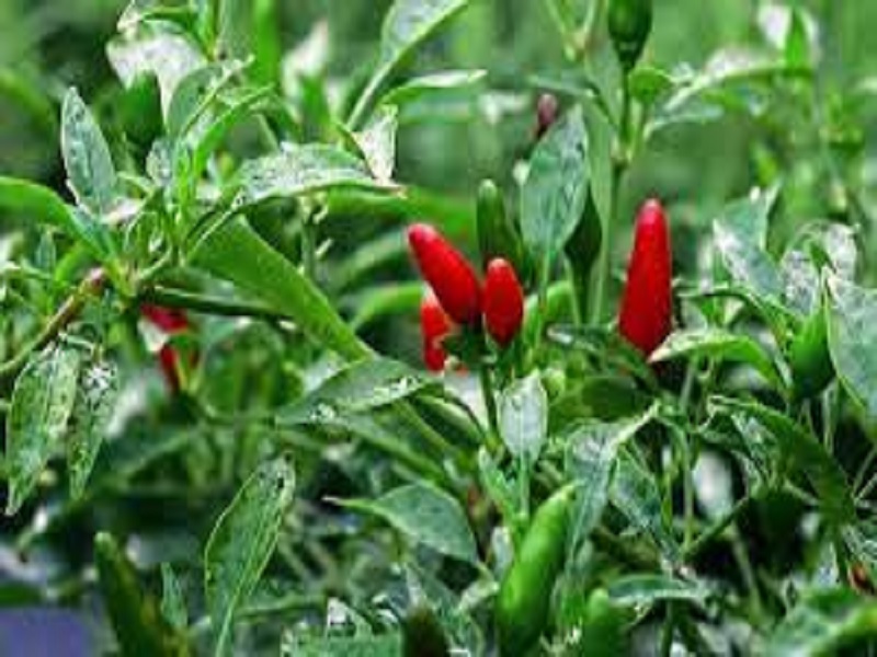 cultivation method of bird chilli cultivation
