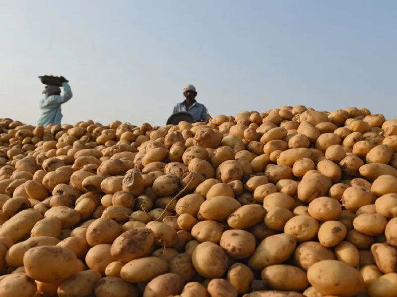 Sugar free potato cultivation