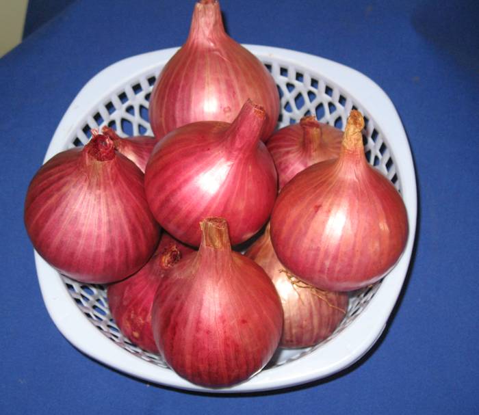 bheem onion