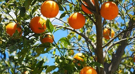 nagpur orange orchard