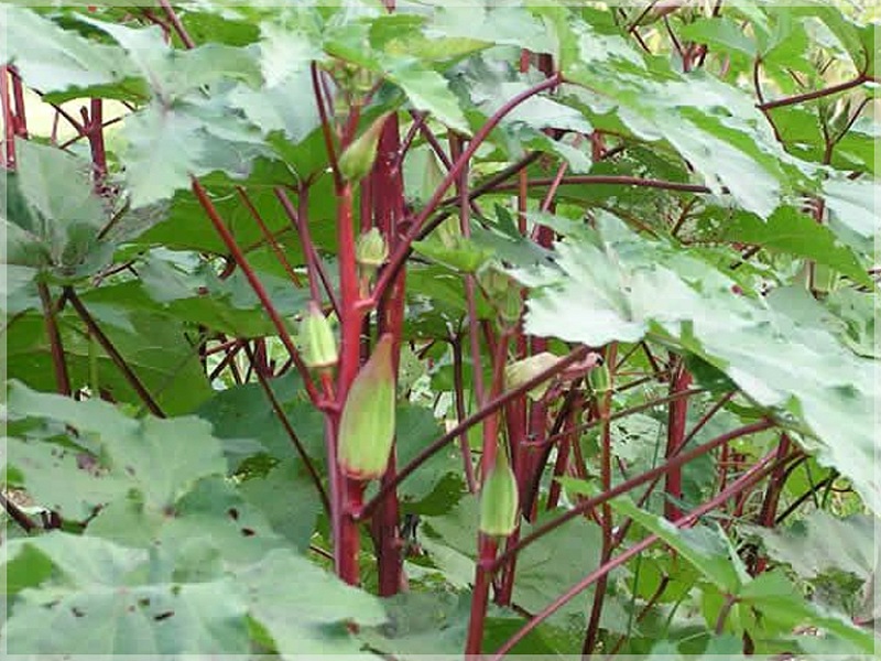 red okra cultivation is profitable for farmer