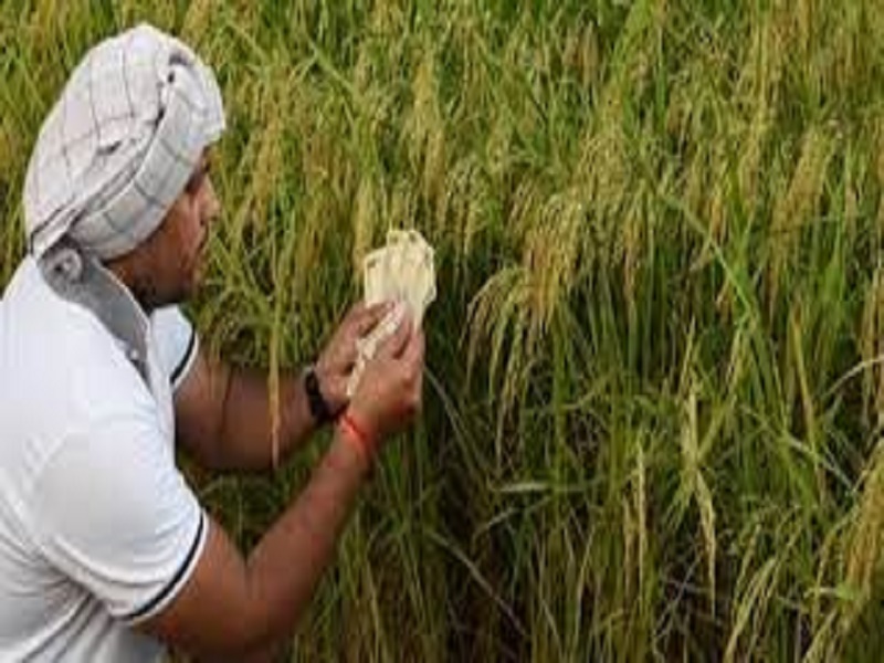 Farmer start process of kharif crop loan