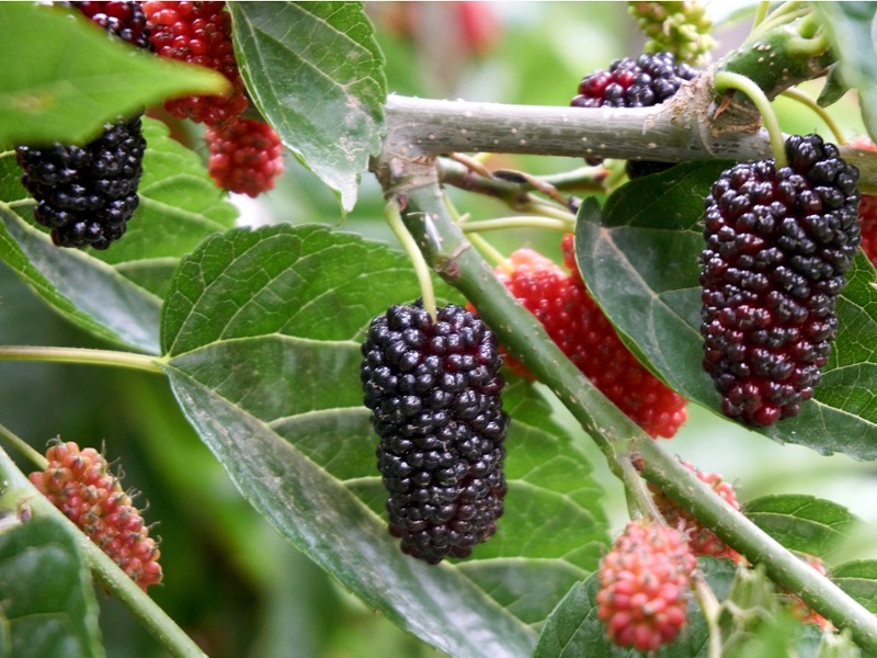 mulberry is useful in hair health