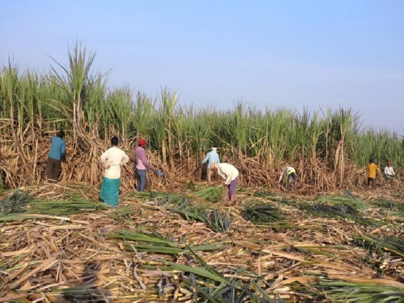 Ajit Pawar finally took a big decision on extra sugarcane.