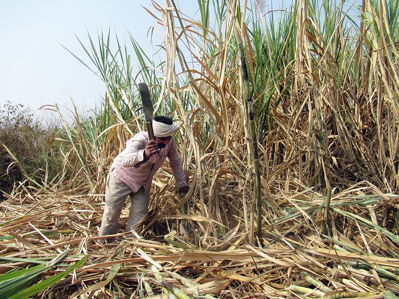 cane cutting labour demand to money from farmer