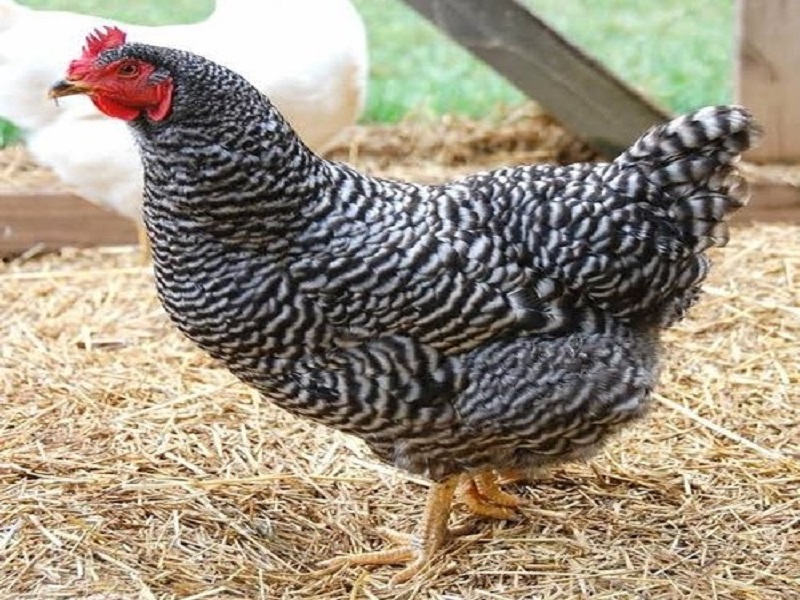 government subsidy for raising chickens