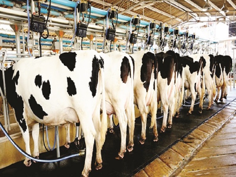 farmars increasing milk production capacity