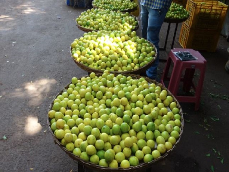 Lemon Hingoli farmers are lakhs.