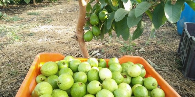 guava farming