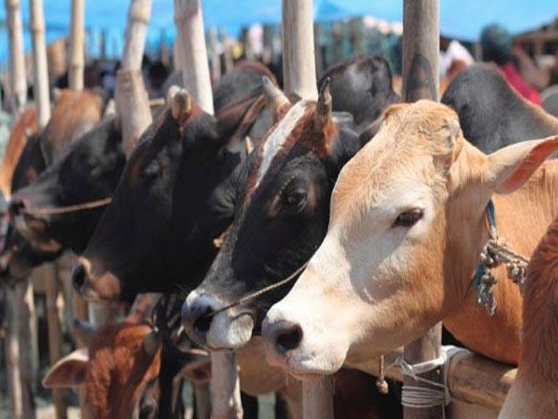 government will provide a grant of Rs 25 lakh for cattle rearing