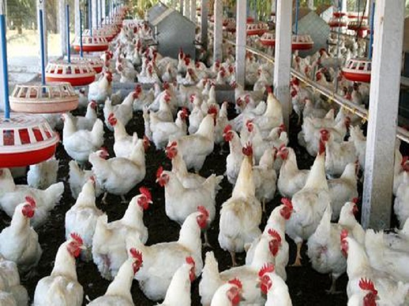 identify disease of poultry by symptoms