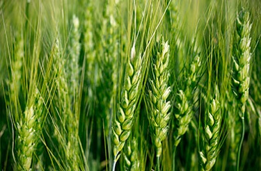 wheat farming wheat variety information