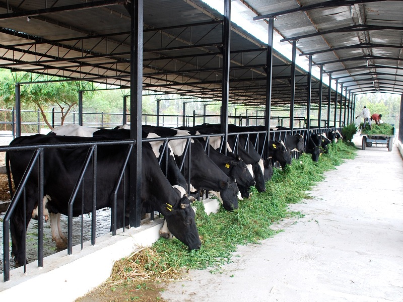 get subsidy for dairy farming