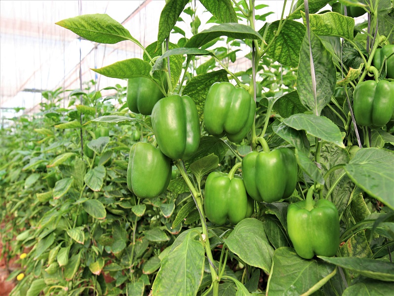 farmer earn more income by cultivation safata shimla chilli